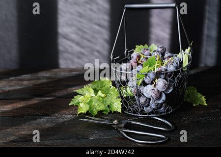 Les raisins noirs fraîchement récoltés dans un panier en fil noir sur une table en bois sombre, au premier plan sont des cisailles de jardin avec une belle lumière Banque D'Images