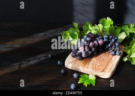 Les raisins noirs fraîchement récoltés sur une plaque en bois sur une table en bois sombre, au premier plan sont des cisailles de jardin avec une belle lumière Banque D'Images