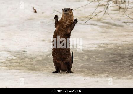 Otter de la rivière debout sur la glace et la spéléologie. Oregon, Merrill, Lower Klamath National Wildlife refuge, hiver Banque D'Images