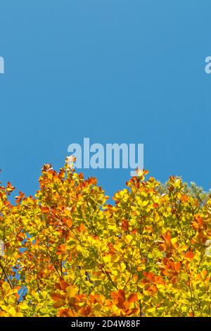 Feuillage coloré de hêtre en automne contre bleu ensoleillé ciel - image d'arrière-plan Banque D'Images