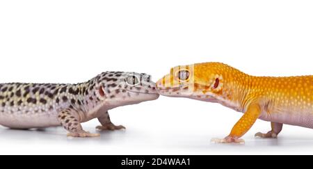 Prise de vue de l'adulte Super Hypo Tangerine Manderin leopard gecko aka Eublepharis macularius, en position debout. Neige de Mack embrassée. Isolé sur ba blanc Banque D'Images