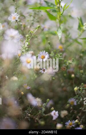 Arbuste à œil-de-bœuf Daisy Leucanthemum vulgare Bush Banque D'Images