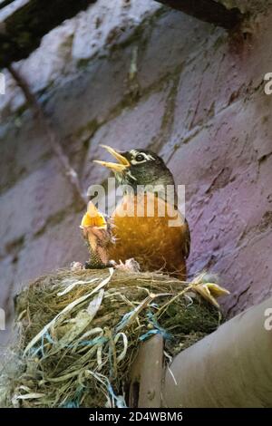 Adulte américain Robin, Turdus migratorius, avec trois poussins en nid, semblant chanter avec des becs ouverts, New York City, Etats-Unis Banque D'Images