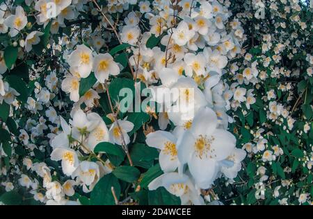 Magnifique brousse de jasmin à fleurs. Mise au point sélective et gros plan. Banque D'Images