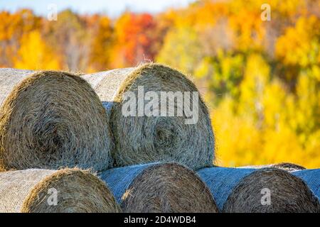 Gros plan des balles rondes de foin dans un champ du Wisconsin entouré d'une forêt colorée en octobre, horizontalement Banque D'Images