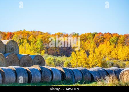 Balles rondes de foin dans un champ du Wisconsin entouré d'une forêt colorée en octobre, horizontalement Banque D'Images