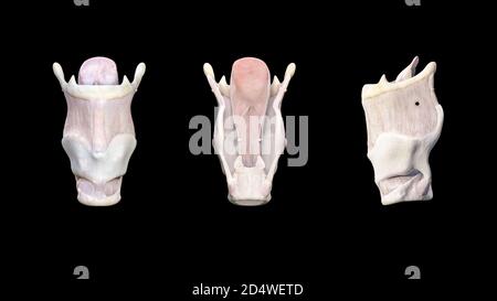 Anatomie du larynx 3d illustration médicale sur fond noir, rendu 3d Banque D'Images