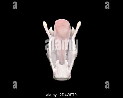 Anatomie du larynx 3d illustration médicale sur fond noir, rendu 3d Banque D'Images