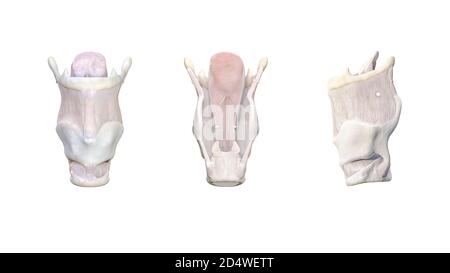 Anatomie du larynx, le larynx est composé de cartilages différents : thyroïde, arythénoïdes, criciod, épiglottis et os hyoïdes. Cordes vocales. Larynx est connecté Banque D'Images