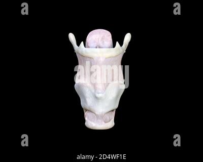 Anatomie du larynx 3d illustration médicale sur fond noir, vue de face, rendu 3d Banque D'Images