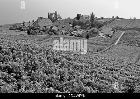 Suisse : les vignobles et terrasses Lavaux au patrimoine mondial de l'Unesco près de St Saphorin, au-dessus du lac de Genève Banque D'Images