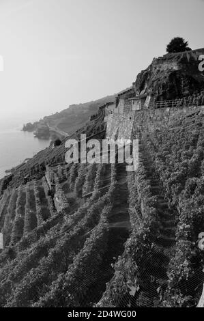 Suisse : les vignobles et terrasses Lavaux au patrimoine mondial de l'Unesco près de St Saphorin, au-dessus du lac de Genève Banque D'Images