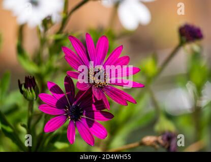 Gros plan de la fleur pourpre de la Marguerite africaine (Osteospermum) avec du pollen sur les étamines dans un jardin, Royaume-Uni Banque D'Images