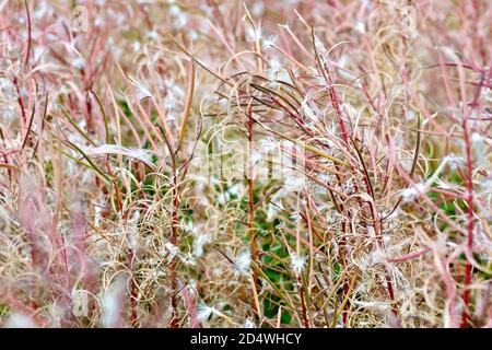 Rosebay Willowherb (epilobium, chamerion ou chamaenerion angustifolium), également connu sous le nom de Fireweed, en gros plan montrant la plante dans les graines. Banque D'Images