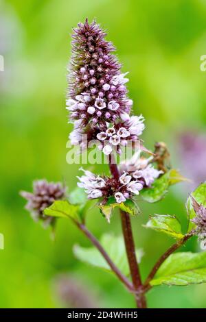 Menthe verte (mentha spicata), gros plan d'une pointe de floraison solitaire à faible profondeur de champ. Banque D'Images