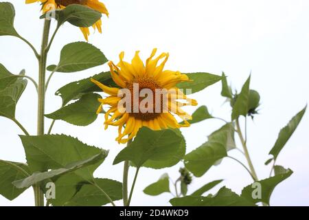 Beau et chaud en été avec champ de tournesol en fleurs fleurs. Banque D'Images