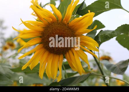 agréable et chaud dans la ferme d'été avec fleurs de tournesol en fleur. Banque D'Images