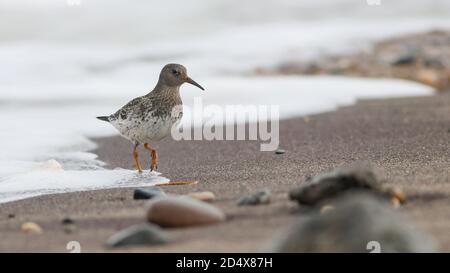 Se nourrir sur la plage à la pointe de la mer Banque D'Images