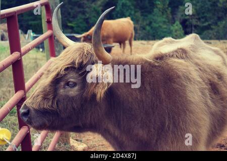 Concentrez-vous sur une seule vache des Highlands dans le champ de pâturage. Banque D'Images