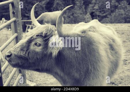 Concentrez-vous sur une seule vache des Highlands dans le champ de pâturage. Banque D'Images