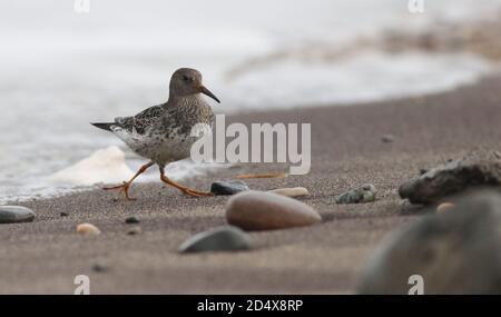 Se nourrir sur la plage à la pointe de la mer Banque D'Images