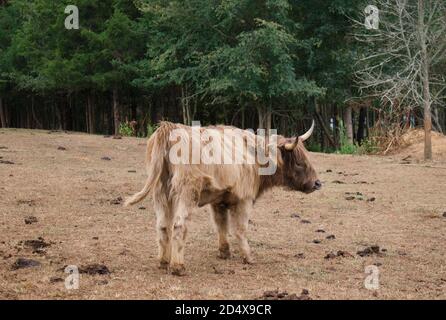 Concentrez-vous sur une seule vache des Highlands dans le champ de pâturage. Banque D'Images