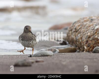 Se nourrir sur la plage à la pointe de la mer Banque D'Images