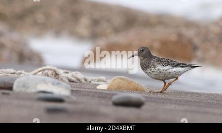 Se nourrir sur la plage à la pointe de la mer Banque D'Images