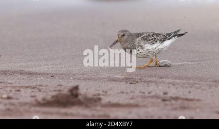 Se nourrir sur la plage à la pointe de la mer Banque D'Images