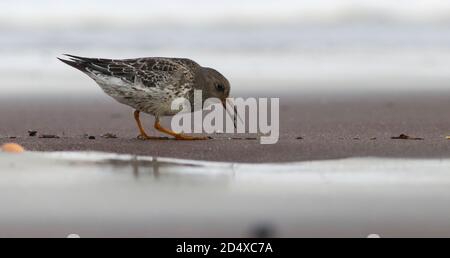 Se nourrir sur la plage à la pointe de la mer Banque D'Images