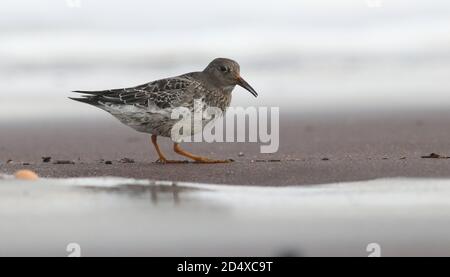 Se nourrir sur la plage à la pointe de la mer Banque D'Images