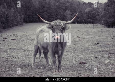 Concentrez-vous sur une seule vache des Highlands dans le champ de pâturage. Banque D'Images