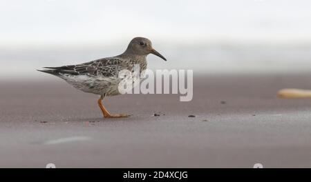 Se nourrir sur la plage à la pointe de la mer Banque D'Images