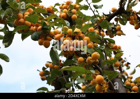 Petites pommes sauvages jaunes sur les branches d'arbres Banque D'Images