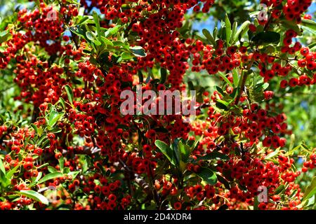 Un gros plan de la splendide plante de Cotoneaster avec ses baies rouges. Banque D'Images