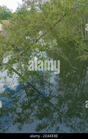 Alençon, France - 10 04 2020 : réflexions d'arbres sur la rivière Banque D'Images