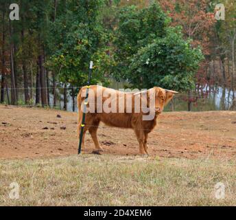 Concentrez-vous sur une seule vache des Highlands dans le champ de pâturage. Banque D'Images