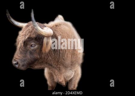 Concentrez-vous sur une seule vache des Highlands dans le champ de pâturage. Banque D'Images