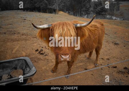 Concentrez-vous sur une seule vache des Highlands dans le champ de pâturage. Banque D'Images