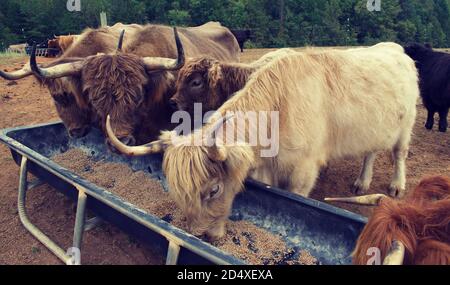 Plusieurs vaches hautes terres se nourrissant de la dépression. Banque D'Images