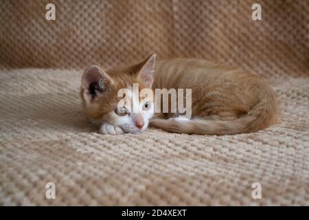 Mignon petit chaton. Chaton au gingembre, chaton se trouve sur la moquette beige moelleuse à la maison. Banque D'Images