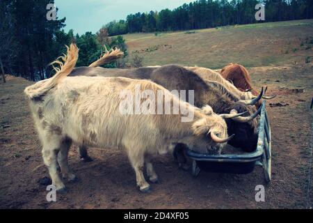 Plusieurs vaches hautes terres se nourrissant de la dépression. Banque D'Images