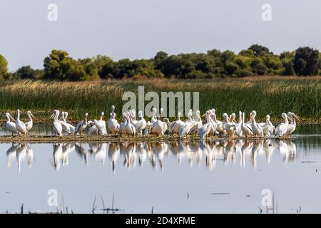 Un groupe de pélicans blancs américains (Pelecanus erythrorhynchos) À la réserve naturelle nationale de San Luis dans le centre Valley of California USA Banque D'Images