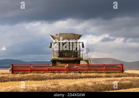 Vue de face d'UNE moissonneuse-batteuse Claas Lexion 770 Au travail dans un champ d'orge sous un plomb Ciel Banque D'Images