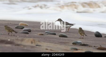 Se nourrir sur la plage à la pointe de la mer Banque D'Images