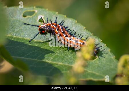 Un Fritillaire Variegated (Euptoieta claudia) caterpiller. Raliegh, Caroline du Nord. Banque D'Images