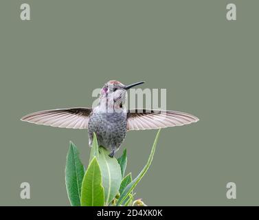 Colibri d'Anna dans un cadre territorial avec des ailes étalées Banque D'Images