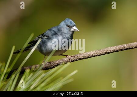 Blue Chaffinch - Fringilla teydea bleu endémique oiseau des îles Canaries, espèce de passereau de la famille finch Fringillidae. Il est endémique à Banque D'Images