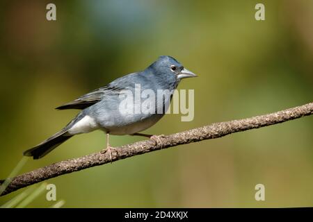 Blue Chaffinch - Fringilla teydea bleu endémique oiseau des îles Canaries, espèce de passereau de la famille finch Fringillidae. Il est endémique à Banque D'Images