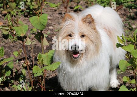 Magnifique cavapoo brun et blanc dans le jardin Banque D'Images